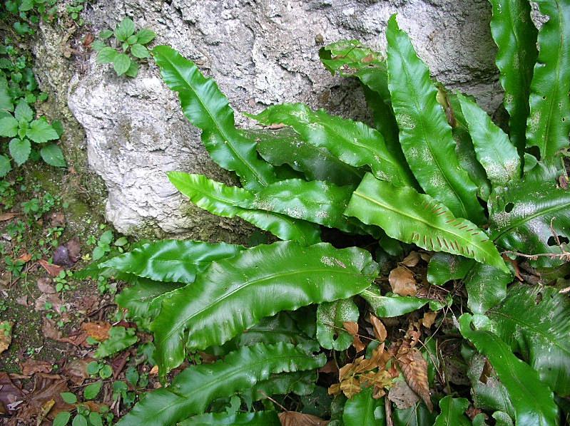 Phyllitis scolopendrium / Lingua cervina